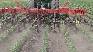Cultivating soybeans at the WIU Organic Research Farm