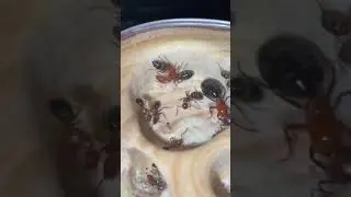 Mini Carpenter Ants | Camponotus Decipiens