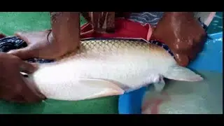 10 kg Mrigal fish Breeding System\ Hand Breeding Fish Eggs Hatchery