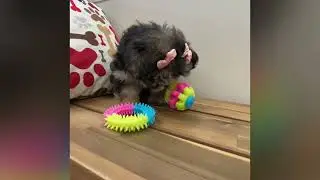 Celestite - Morkie Puppy for Sale in Dallas, Texas