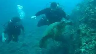 It's Turtle Time TV