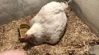 Aj ka vlog choty choty bachu ka 🤩😂#aseel #aseelmurga #parrotbeak #indianparrotbeak #hens #swataseels