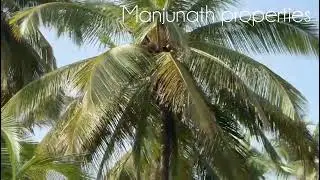ID#573 12Gunta🌴🌴coconut farm land red soil East facing property 9845468777