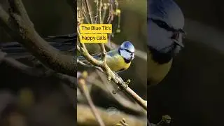 Very cute Blue Tit calls to make you smile #birds