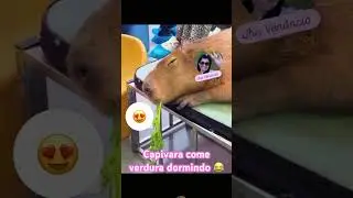 Capivara come verdura dormindo ! #capivara #buchones #pets #capivaras #verduras