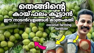 How to grow and fertilizer coconutതെങ്ങിന് കായ്ഫലം ഇരട്ടിയാക്കാൻ നാടൻ വളം മാത്രം മതിBtechMIXMEDlA