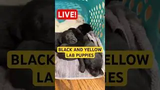Meet These Adorable 4 Week Old Lab Puppies!