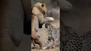 lion 🦁🦁 hunting cheetah 🐆 #viralshort #lion #shortfeed #animals