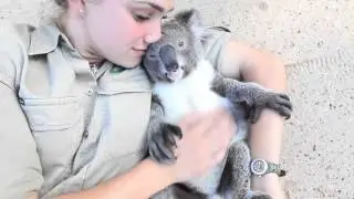 Koala loves cuddling - Super cute