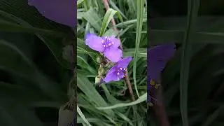 The Virginia Spiderwort bed has begun to blossom