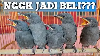 4 Kekurangan dan Kelemahan kalau kita beli Anakan Srigunting Abu abu...