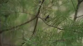Real Green Noise: Wind in Leaves & Nature Sounds (Original Audio)