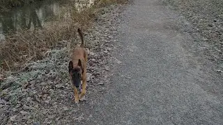 Homing Behaviour.