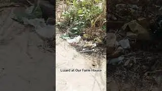 #Lizard At #Farm #House || #real #video #vidioshorts #clips                     please Subscribe 🙏