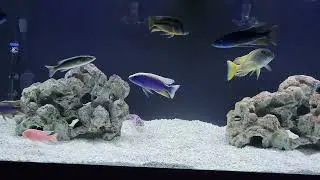 New 180 Gallon Tank for the Predator Hap Cichlids