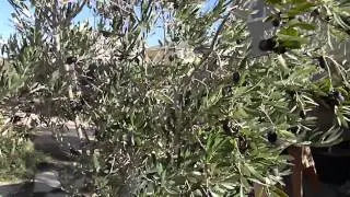 Frantoio Italian Olive Tree