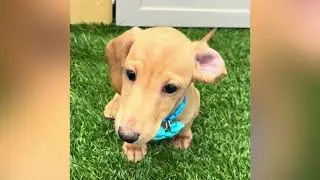 Snowball - Dachshund Puppy for Sale in Dallas, Texas