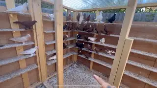 نشر قناة اخونا👍 شنو الي صار وية الطيور❤️🙏🇮🇶