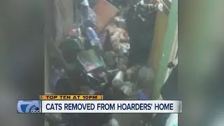Cats removed from hoarders' home