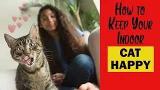 Keeping Your Indoor Cat Happy: Tips for a Purr-fectly Content Feline Friend