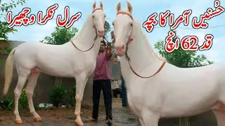 Top Claas Dasi Wachara | Son Of Hussne Amra |Nokra Wachara For Sale 2025