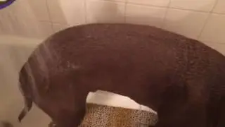 Service Dog shakes off water on command