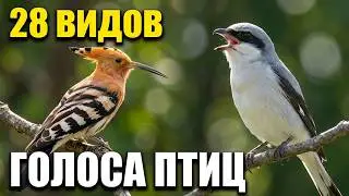 Голоса Птиц 28 видов.Voices of Birds 28 species. #birds #birdsong #птицы #птицыпоют #wildbird