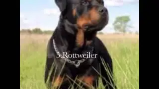 Top 10 cani pi&ugrave; pericolosi