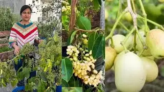 How to Care for White Jamun Plant? | Ep. 24 | #Gardening #Nature #FruitingPlant