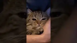 #viralvideo #fypシ゚viral #kucing #sedih #like #subscribe #follow #terimakasih