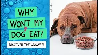 How to Help Your Dog When They Stop Eating or Drinking | Quick Home Remedy