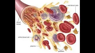 IMC Product Result - In Low Platelets - By - Pharmacist Vinay Karchi - In Hindi