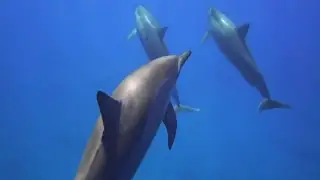 Dolphin sounds for sleeping. Underwater Ambience Sleep.