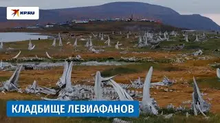 Скелеты китов на Чукотке сняли с дрона