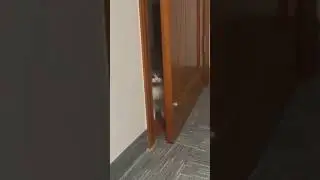 Funny cats #catsmeme #cats #cat #day #thebest #catmemes #video #videoshort #catsshorts