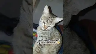 Trying Egyptian music to see if they remember their roots☺️☺️#kitten #petlovers #cute #catvideos
