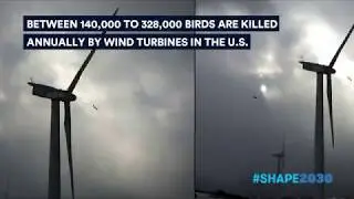 Making renewable energy bird-safe: BirdLife at the Responsible Business Forum 2018