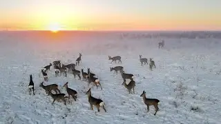 Косули на рассвете под Нарвой (Narva, Estonia) 4K aero 2022