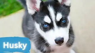 Husky Dogs: Blue-eyed Artists