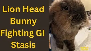 Helping Lion Head Maurice&rsquo;s through GI Stasis🐰💚 Critical Care, Hope & Progress #asmr #bunny  #shorts