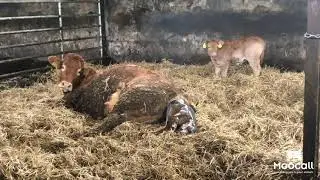 Episode 2: Calving Difficulties with Malposition