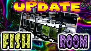 Разведение ради прибыли &mdash; обновление Fish Room 2018: гуппи, гуппи и ещё больше гуппи