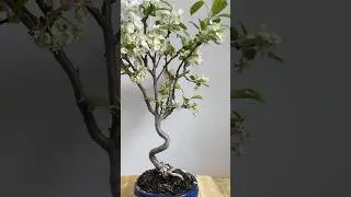 Malus Apple Bonsai tree | Bonsa&iuml; du pommier Malus