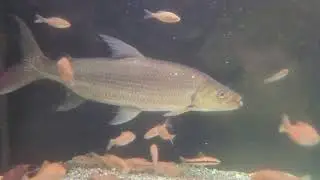20121203 골리앗타이거 피쉬