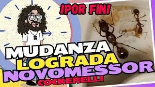 &iexcl;POR FIN SE MUDARON! 🐜 El fin de una larga espera con mis Novomessor