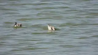 Pied Avocet, Avocetta (Recurvirostra avosetta)