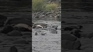 King atlantic 20lb salmon river mourne natures events