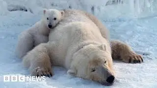 Polar Bears Thrive Despite Arctic Ice Loss: A Paradox in Svalbard