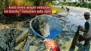 inilah alasan meskipun bantu panen ikan mesti KUDU rebutan kayak orang lagi lelesan PEK WEK
