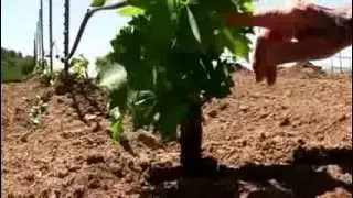 Ed Scherrer: Planting Rootstock in the Alexander Valley